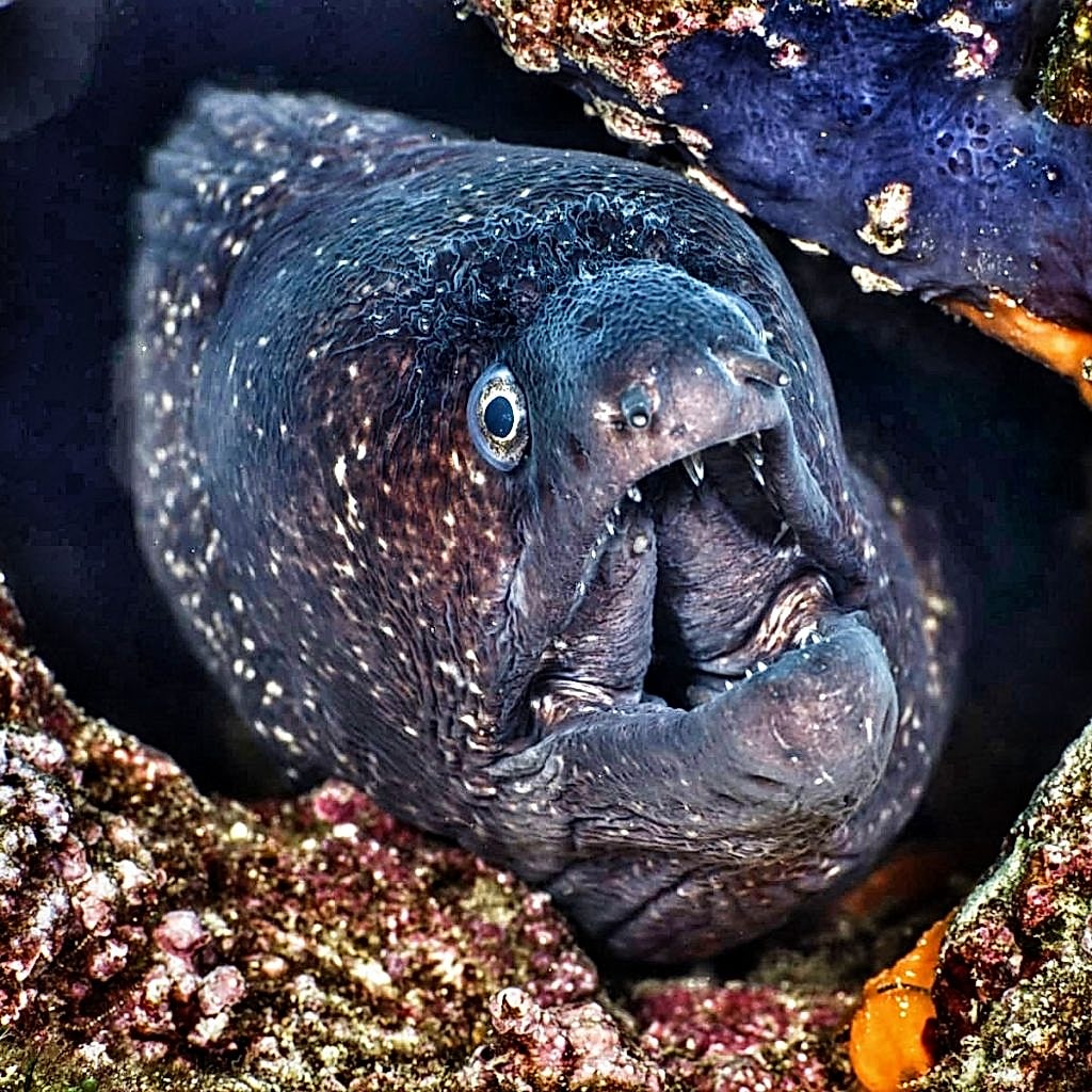 ayvalık dalış okulu (3)