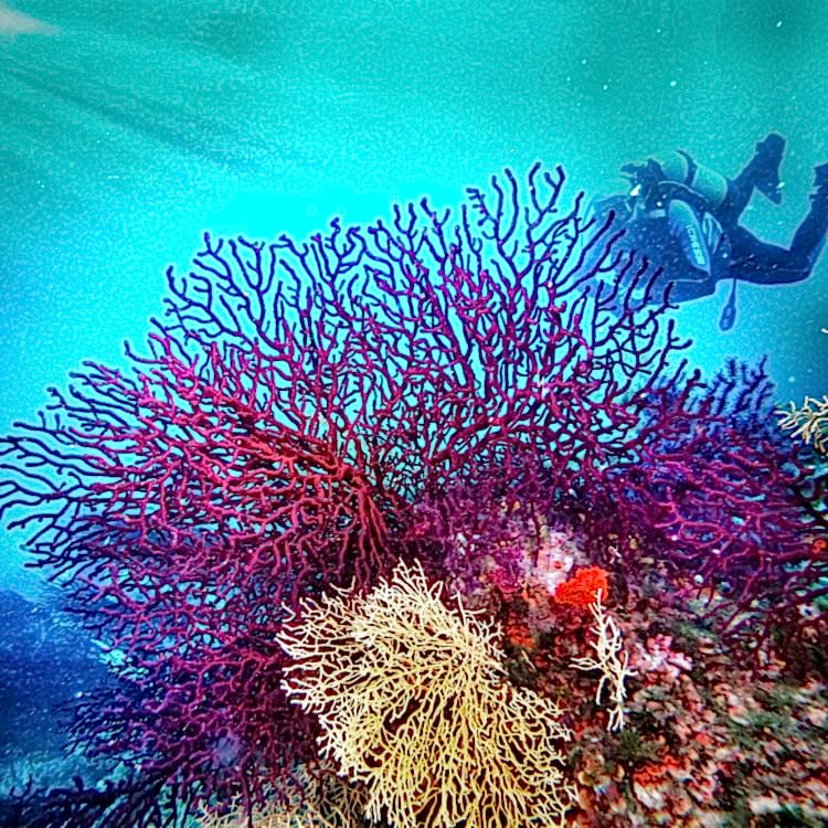 Ayvalık kırmızı mercanlar